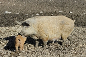 Hungarian Wolly Domestic Pig - sow with piglet on farmland Hungarian Wolly Domestic Pig - sow with piglet on farmland