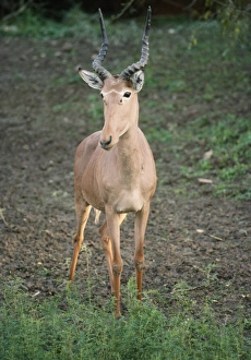 Hunters Hartebeest / Hunters Antelope / Hirola / Foureyed Antelope Hunters Hartebeest / Hunters Antelope / Hirola / Foureyed Antelope