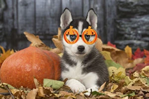 Husky puppy wearing pumpkin glasses outdoors in autumn