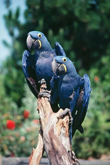 HYACINTH MACAWS - pair on perch