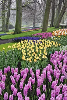 Hyacinth and tulip flowers, Keukenhof Gardens