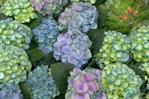 Images Dated 3rd August 2005: Hydrangea