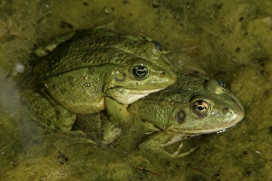 Iberian Green Frogs - Mating pair - In amplexus Iberian Green Frogs - Mating pair - In amplexus
