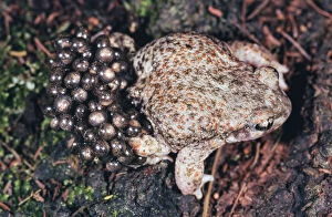 Iberian midwife toad or brown midwife toad, Alytes