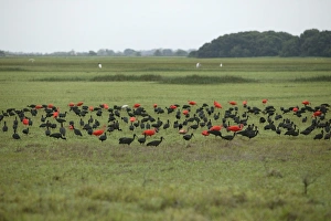 Ibis - Glossy Ibis (Plegadis falcinellus) and Scarlet ibis (Eudocimus ruber) Ibis - Glossy Ibis (Plegadis falcinellus) and Scarlet ibis (Eudocimus ruber)