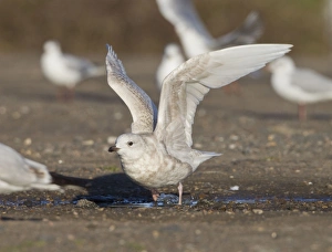 Iceland Gull - 2nd winter - vagrant taking off Iceland Gull - 2nd winter - vagrant taking off