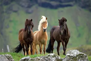 Icelandic Horse - three standing Icelandic Horse - three standing