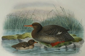 Illustration: Auckland Island Merganser, New Zealand. From Buller 1905 Illustration: Auckland Island Merganser, New Zealand. From Buller 1905