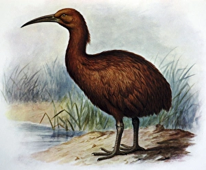 Illustration: Brown Swamphen- from Rothschild 1907. Based on paintings Illustration: Brown Swamphen- from Rothschild 1907. Based on paintings