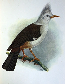 Illustration: Crested starling / Hoopoe starling, Reunion. From Rothschild 1907 Illustration: Crested starling / Hoopoe starling, Reunion. From Rothschild 1907