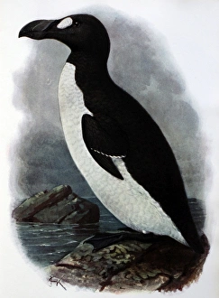Illustration: Great auk - from Rothschild 1907, original artwork by J G Keulemans Illustration: Great auk - from Rothschild 1907, original artwork by J G Keulemans