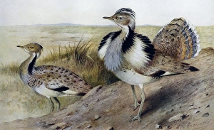 Illustration: Houbara / MacQueens Bustard. From Baker 1921 Illustration: Houbara / MacQueens Bustard. From Baker 1921