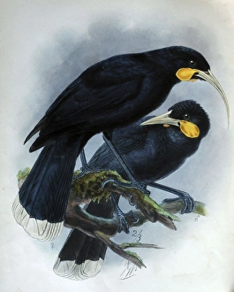 Illustration: Huia, male and female. From Buller 1873, original artwork by J G Keulemans Illustration: Huia, male and female. From Buller 1873, original artwork by J G Keulemans
