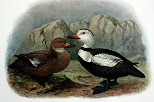 Illustration: Labrador duck- from Rothschild 1907, original artwork by J G Keulemans Illustration: Labrador duck- from Rothschild 1907, original artwork by J G Keulemans