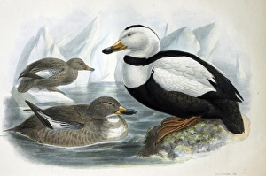 Illustration: Labrador duck- from Rowley 1877 Illustration: Labrador duck- from Rowley 1877
