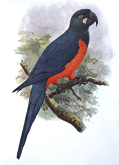 Illustration: Martinique parrot- from Rothschild 1907, original artwork by J G Keulemans Illustration: Martinique parrot- from Rothschild 1907, original artwork by J G Keulemans