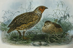 Illustration: New Zealand Quail. From Buller 1873, original artwork by J G Keulemans Illustration: New Zealand Quail. From Buller 1873, original artwork by J G Keulemans