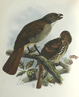 Illustration: New Zealand thrush. From Buller 1873, original artwork by J G Keulemans Illustration: New Zealand thrush. From Buller 1873, original artwork by J G Keulemans