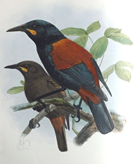 Illustration: Saddleback, New Zealand. From Buller 1873, original artwork by J G Keulemans Illustration: Saddleback, New Zealand. From Buller 1873, original artwork by J G Keulemans