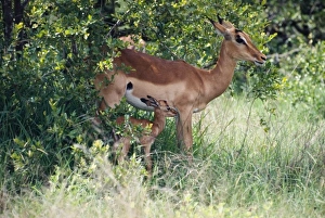 Impala resting in shade with young fawn Impala resting in shade with young fawn