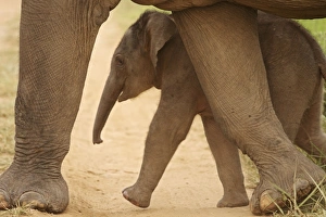 Indian / Asian Elephant - calf walking - sheltering under adult Indian / Asian Elephant - calf walking - sheltering under adult