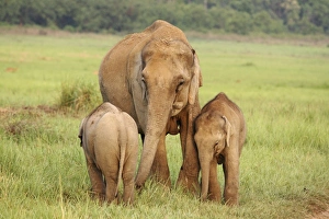 Indian / Asian Elephant - female with two calves Indian / Asian Elephant - female with two calves