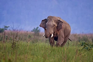 Indian Asian Elephant, Tusker in the grassland