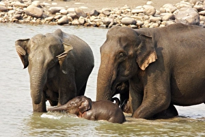 Indian / Asian Elephants - Adults & young one in the river Ramganga Indian / Asian Elephants - Adults & young one in the river Ramganga