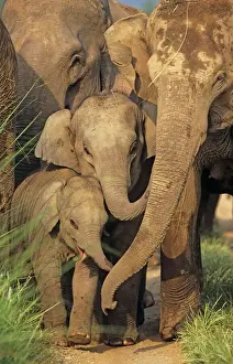 Muridae Prints: Indian Asian Elephant Print, Corbett National Park