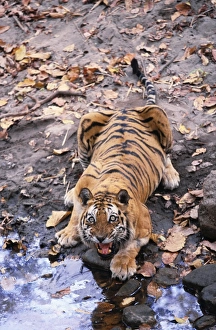 Indian / Bengal Tiger - Named Charger'- the most aggresive Male Tiger Indian / Bengal Tiger - Named Charger'- the most aggresive Male Tiger