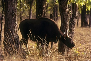 Indian Bison / Gaur - in the Sal forest Indian Bison / Gaur - in the Sal forest