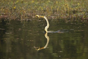 Indian Darter / Snakebird / Anhinga - Catching fish Indian Darter / Snakebird / Anhinga - Catching fish