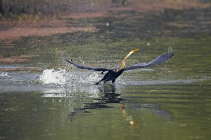Indian Darter / Snakebird / Anhinga - Taking off from lake Indian Darter / Snakebird / Anhinga - Taking off from lake
