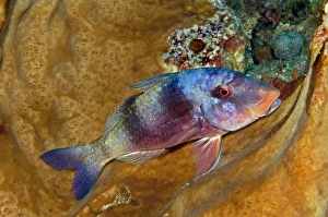 Indian Doublebar Goatfish - not usually so colourful this parrot fish has brightened his Indian Doublebar Goatfish - not usually so colourful this parrot fish has brightened his