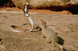 Snakes Gallery: Indian Mongoose - attacking Indian Cobra
