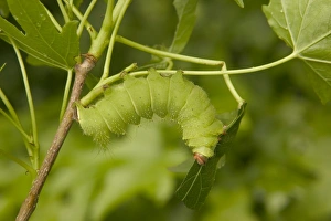 Indian Moon Moth - Caterpillar Indian Moon Moth - Caterpillar