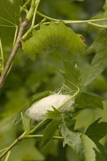 Indian Moon Moth - Caterpillar and cocoon Indian Moon Moth - Caterpillar and cocoon