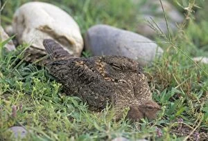 Indian Nightjar & young one - on ground