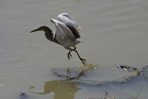 Indian Pond Heron - This bird was foraging from a water lily leaf and as it slowly Indian Pond Heron - This bird was foraging from a water lily leaf and as it slowly