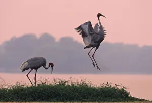 Indian Sarus Crane dancing at dusk Indian Sarus Crane dancing at dusk