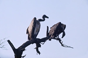 Indian White-backed / Indian White-rumped / Oriental White-backed Vulture - perched Indian White-backed / Indian White-rumped / Oriental White-backed Vulture - perched