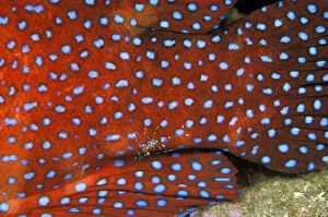 Images Dated 3rd March 2009: Indo-Pacific. Cleaner shrimp on coral cod
