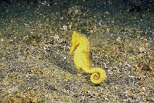 Images Dated 3rd March 2009: Indo-Pacific. Pacific seahorse, or hippocampus