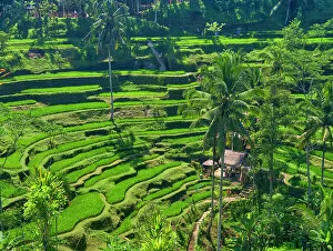 Julie Gallery: Indonesia, Bali, Ubud. Tegallalang Rice Terraces