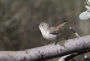 Inland Thornbill - in mulga scrub near Mt Liebig Inland Thornbill - in mulga scrub near Mt Liebig