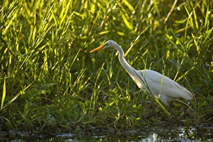 Intermediate Egret - adult egret stalking through dense vegetation in a billabong foraging Intermediate Egret - adult egret stalking through dense vegetation in a billabong foraging
