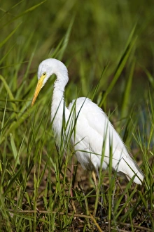 Intermediate Egret - adult egret standing amidst dense vegetation in a billabong foraging Intermediate Egret - adult egret standing amidst dense vegetation in a billabong foraging