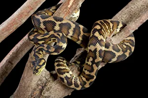 Carpet Python (Python, Snakes, Reptiles, Animals) Collection