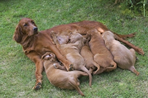 Irish / Red Setter - adult with puppies suckling Irish / Red Setter - adult with puppies suckling