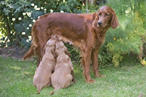Irish / Red Setter - adult standing with two puppies suckling Irish / Red Setter - adult standing with two puppies suckling